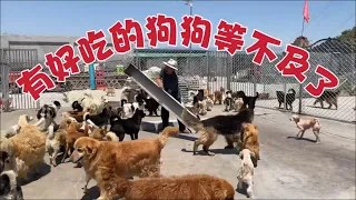 2024-5-27 Stray dog home 给250多只狗狗做美食吃，鸡胸肉鸡蛋胡萝卜大白菜米饭，它们看到后直流口水。