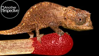 The smallest Chameleon in the World