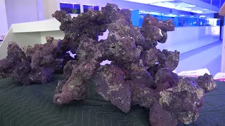 HOW TO: Aquascape a Reef Tank