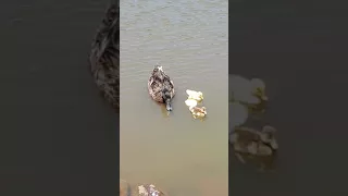 Turtle eats duckling