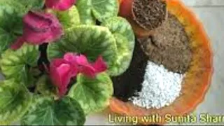 Cyclamen Plant Care Basics Step By Step & Exclusive Reporting Video 👍