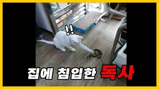 집에 침입한 독사 혼내주는 집냥이[Cat,snake]