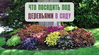 Посадите эти растения под деревьями.🌸🌼