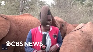 Baby elephant interrupts reporter on camera