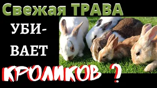 Трава кроликам. С какого возраста можно давать траву крольчатам?