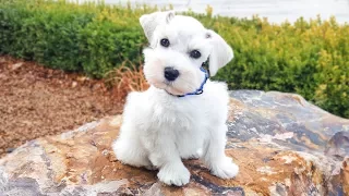 SO CUTE! White Miniature Schnauzer Puppy in Training - Jackson 2 Weeks Training