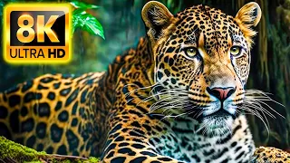 8K HDR 60FPS Dolby Vision - ANIMALS & WILDLIFE 8K ULTRA HD (60FPS HDR10+)