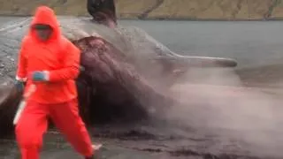 Whale's explosion