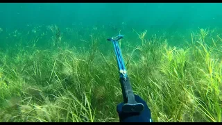 RED HOT - Spearfishing Port Phillip Bay