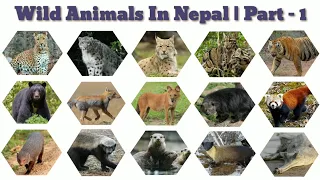 Wild Animals In Nepal | Part   1