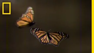 How to Create Your Own Monarch Butterfly Rest Stop | National Geographic