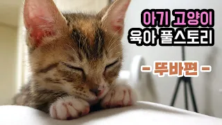 아기 고양이 육아 몰아보기 "뚜바편"