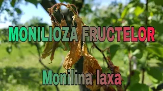 Monilioza fructelor Monilinia laxa Metode de combatere a ciupercii Livada Bio VALEXi TV e 40