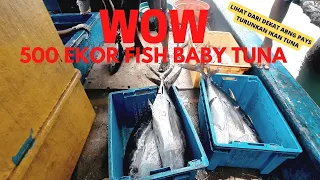 WOW !!! 500 EKOR IKAN BABY TUNA DI TURUNKAN DARI KAPAL INKA IMMA 773