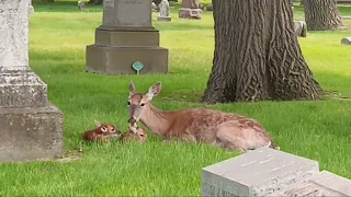 Baby deer