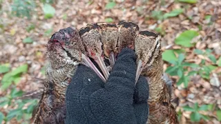 8/1/2023 Çulluk avı woodcock hunting Beccaccia снайперская охота 🪶