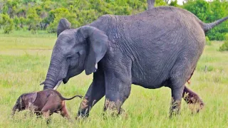 Baby Elephant Falls after First Steps & Makes Mom Worried