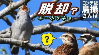 コンデジ鳥撮散歩　ホーホケキョからの脱却？　カラスヘビ（シマヘビ黒化型）出ます　兵庫県・北播磨