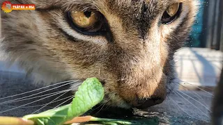 Мята для Марыськи. Ох и злющая эта рысь Марыся))) Тайган. Angry Lynx Licks Mint Taigan.