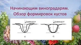 @Начинающим виноградарям  Обзор формировок кустов