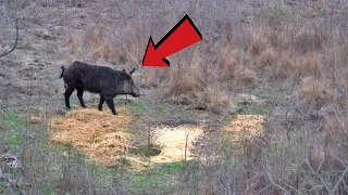 HOG HEADSHOT AT 24 YARDS!!