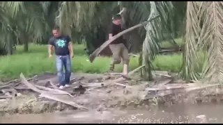 A Giant crocodile 🐊 found at Kuala Kurau, Perak Malaysia 🇲🇾