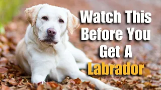 Are Labrador Retrievers Good For First Time Dog Owners?