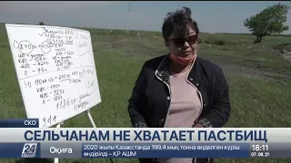 Жители села в СКО жалуются на нехватку пастбищ