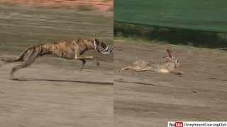 dogs chasing hard wild rabbit