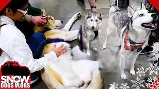 So Much Love and Pets | Novi Pet Expo