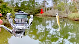 Fishing a Swimbait in this Creek When I Caught This! *Delicious Catch & Cook*