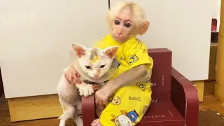 Bibi monkey helps Dad put medicine on the Kitten! Play, Sleep & take care of Kitten