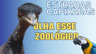 Único zoológico: olha isso!