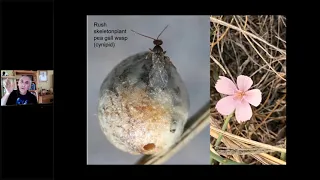 Weather, climate, and their influence on the living things of grassland