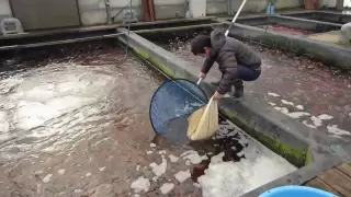 Niigata Japan Koi Fish Farm Tour - Breeder: Kase Koi Farm