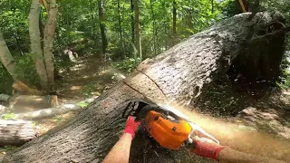 Arborist Techniques #4: Releasing wood under tension/compression