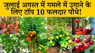 जुलाई-अगस्त में गमले में उगाने के लिए टॉप 10 फलदार पौधे | 10 Best Fruit Plants For Home Garden India