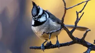 Wildlife Photography Tutorial: How To Photograph Small Birds