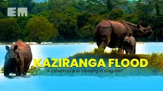Kaziranga flood: A catastrophe or blessing in disguise?