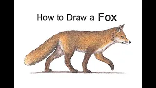 How to draw a Fox (Color)