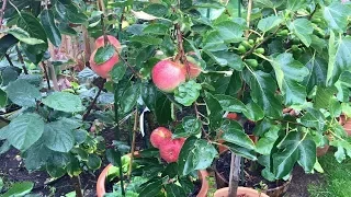 How to grow apple trees in containers