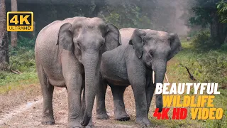 Ultimate Wild Animals Collection in 4K ULTRA HD | 4K TV | Amazing Wildlife 4K