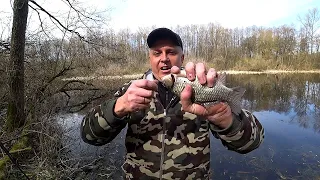 КАРАСЬ РВЕТ ЛЕСКУ. БРАКОНЬЕРЫ! Рыбалка на поплавок. Ловля карася весной