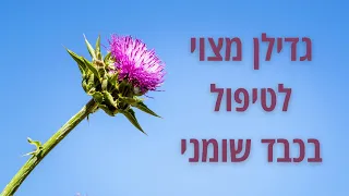 גדילן מצוי לטיפול בכבד שומני