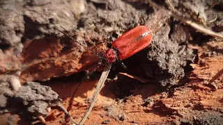 Tesařík rudý (Pyrrhidium sanguineum)