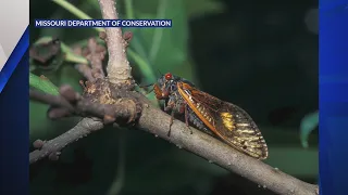 Cicada brood to emerge soon, lasting around six weeks