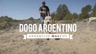 DOGO ARGENTINO THE BIG CAT HUNTER
