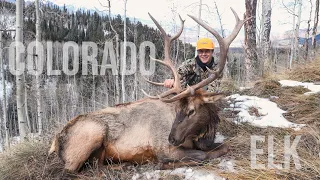 2023 Colorado 2nd Rifle OTC Public Land Bull Elk Hunt