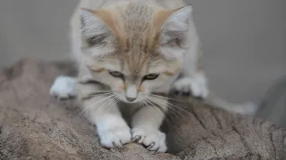 San Diego Zoo Safari Park ~ 6.24.2020 ~ Sand Cat