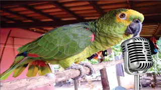 Papagaio Falando Cantando Sorrindo,  papagaio Inteligente e Engraçado EU QUERO TRABALHAR - Relaxar